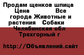 Продам щенков шпица › Цена ­ 25 000 - Все города Животные и растения » Собаки   . Челябинская обл.,Трехгорный г.